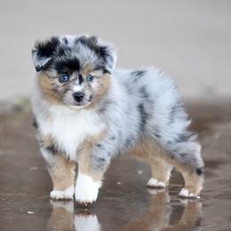 Comet - Blue merle male Miniature Australian Shepherd puppy in Wichita Falls, Texas from Shooting Stars Ranch Toy and Mini Aussies