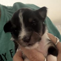 Cooper - Black white and tan male Shetland Sheepdog puppy in New Waterford, Ohio from Georgina's Shetland Sheepdog