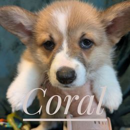 Coral - Red female Pembroke Welsh Corgi puppy in Berkeley Springs, West Virginia from Hummingbird Farm