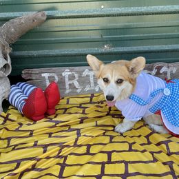 Toto - Pembroke Welsh Corgi