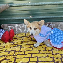 Toto - Pembroke Welsh Corgi