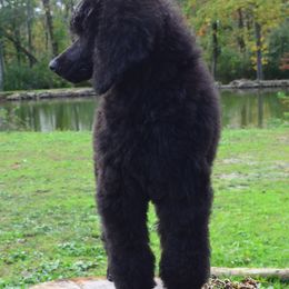 Poodle Puppies from D and D Standard Poodles