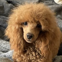 Lucy - Poodle