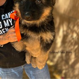 "Orange girl, Kyrie vom Schonwasser *2022" German Shepherd Puppies from Schonwasser Shepherds