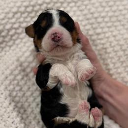 Caramel - Tri-color female Bernedoodle puppy in Modesto, California from Central Valley Canine Companions