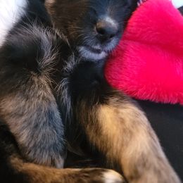 Australian Shepherd Puppies from Summit Australian Shepherds