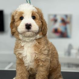 Cream-nemo - Red male Bernedoodle puppy in Yuciapa, California from AlltheDoodlez_