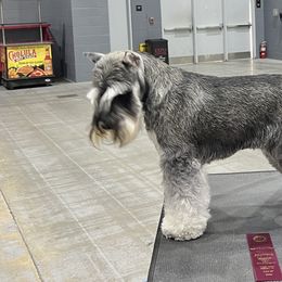 Miniature Schnauzers from GG's Dream Miniature Schnauzers