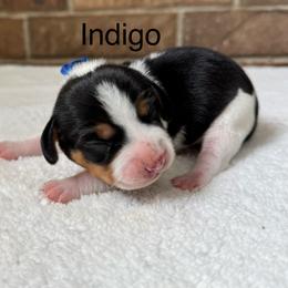 Indigo - Black white and tan male Beagle puppy in Rogersville, Missouri from Hales Little Beagle Haven