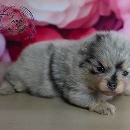 Balenciaga - Blue merle female Pomeranian puppy in Fultonville, New York from Sandy Aussies & Pomeranians
