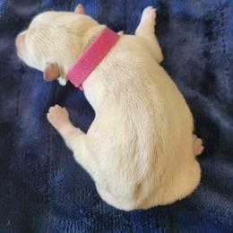 Dark Pink - Wheaten female Scottish Terrier puppy in Carson City, Nevada from McCulley's Battle Born Scotties