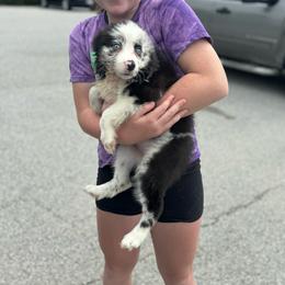 Betty - Blue merle female Australian Shepherd puppy in Laotto, Indiana from Circle B working Aussies