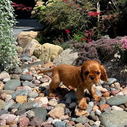 Cavalier King Charles Spaniel Puppies from Millaray Cavaliers