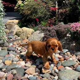Cavalier King Charles Spaniel Puppies from Millaray Cavaliers