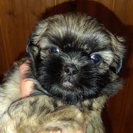 Pollie - Brindle male Shih Tzu puppy in Palmyra, New York from Karen's Tzus of Palmyra-Macedon