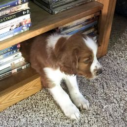 Welsh Springer Spaniel All Grown Up from KayCee’s Welsh Springer Spainels