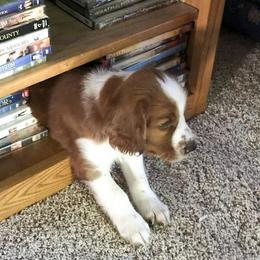 Welsh Springer Spaniel All Grown Up from KayCee’s Welsh Springer Spainels
