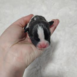 Blue girl - Blue female Boston Terrier puppy in Catawba, North Carolina from Lil Wiggles Boston Terriers