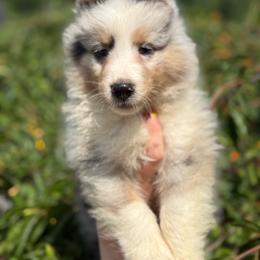 Chester - Blue merle white and tan male Shetland Sheepdog puppy in Middleburgh, New York from StoneyAcre