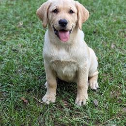 Labrador Retriever Puppies from Labradors Forever