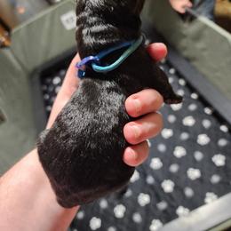 Whiskey - Black male German Shepherd puppy in Hope, Idaho from Fyrestorm Shepherds