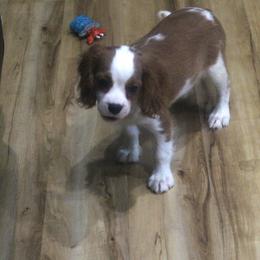 Jimmy - Blenheim male Cavalier King Charles Spaniel puppy in Leonard, Texas from Rising Star Kennels