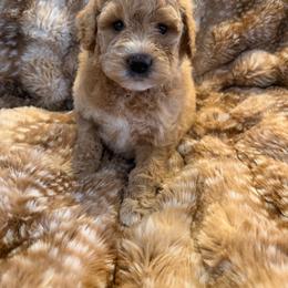 Ferrari - Cream female Goldendoodle puppy in Payson, Utah from Country Sky Doodles