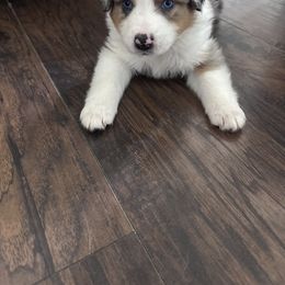 Australian Shepherd Puppies from Ace of Spades Australian Shepherds