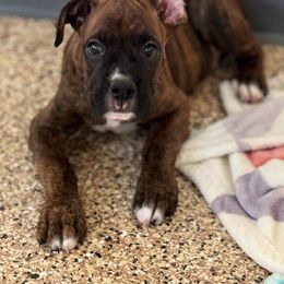 Boxer Puppies from Starlight Boxer Corner