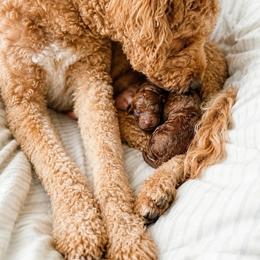 Goldendoodle puppies from Kid's Best Doodle