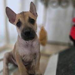 Ohtani - Fawn male Vietnamese Phu Quoc Ridgeback puppy in Palmdale, California from Vietnamese Phu Quoc Ridgeback Dogs of Southern California