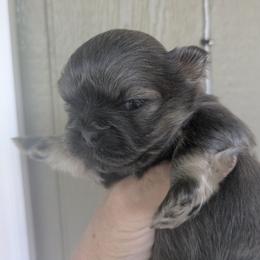 Blue sable boy - Blue male Shih Tzu puppy in Surry, Maine from McKayla Hairston