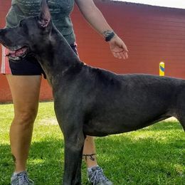 Great Danes from Unique Danes