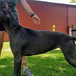 Great Danes from Unique Danes