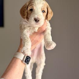 Goldendoodle Puppies from King Family Doodles