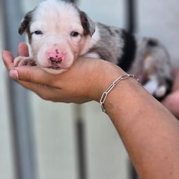 Howdy - Blue merle female Miniature Australian Shepherd puppy in Lithia, Florida from Waterford Doodle Farm