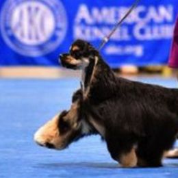 Cocker Spaniels from Astor Hill Cockers