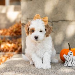 Aspen - Parti Goldendoodle puppy in Riverton, Utah from Utah Doodlebug