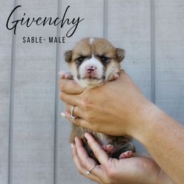 Givenchy - Sable male Pembroke Welsh Corgi puppy in Stockton, Utah from BW Corgis