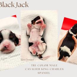 Black-Jack - Tri-color male Cavalier King Charles Spaniel puppy in Tyler, Texas from Kalon Cavaliers