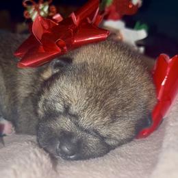 MameShiba Sesame AKC - Sesame male Shiba Inu puppy in Clewiston, Florida from Animal Farm Shiba Inus & Mameshibas