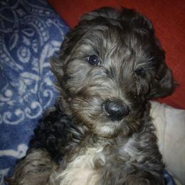 Patches - Merle female Goldendoodle puppy in Holly, Colorado from Vida’s Loving Doodles