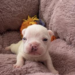 Girl 6 - Fawn female French Bulldog puppy in Galt, California from The three little frenchies