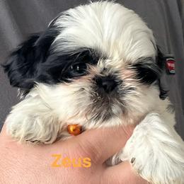 Zeus - Black and white male Shih Tzu puppy in Bloomfield, Indiana from Meihem Pups