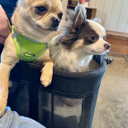 Border Collie and Chihuahua Puppies from Brooks Grove Canines LLC