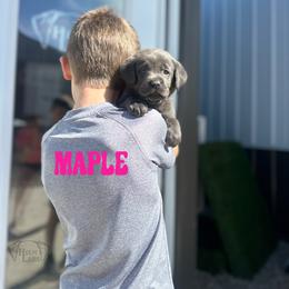 Maple - Charcoal female Dilute Retriever puppy in Forest City, Iowa from Helm Labs