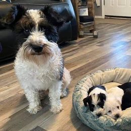 Miniature Schnauzers from Okie Girl Schnauzers