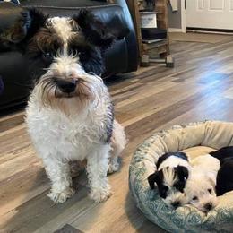 Miniature Schnauzers from Okie Girl Schnauzers