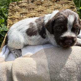 Wirehaired Pointing Griffon Puppies from Idleista Grand Chasseur