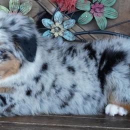 Boy 3 - Blue merle male Miniature Australian Shepherd puppy in Lawton, Oklahoma from Lindsey’s Aussies